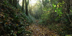 Incheville (Chemin 1)