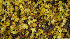 Forêt d'Eu (Feuilles 1)