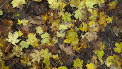 Eu (Feuilles)