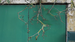 Saint Pierre en Val (Branches)