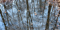 Forêt d'Arques (Reflets 1)