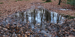 Forêt d'Arques (Reflets 2)