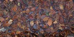 Forêt d'Arques (Feuilles)