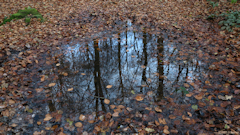 Forêt d'Arques (Reflets 3)