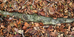 Forêt d'Arques (Racine)