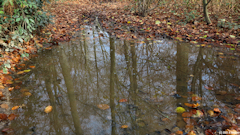 Forêt d'Arques (Reflets 4)