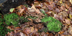Forêt d'Arques (Champignons)