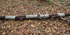 Forêt d'Arques (Tronc)