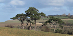Quiberville (Pins)