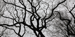 Glicourt (Branches)