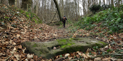 Forêt d'Eawy (Grès)