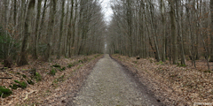 Forêt d'Eawy (Route forestière 1)