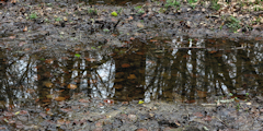 Forêt d'Eaxy (Reflet)