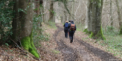 Forêt d'Eawy (Route forestière 2)