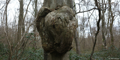 Forêt d'Eawy (Elephant Tree)