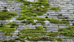 Longueville sur Scie (Mousse)