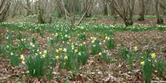 Saint Crespin (Jonquilles)