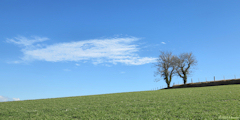 Envermeu (Deux Arbres)