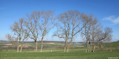 Saint Nicolas d'Aliermont (Arbres)
