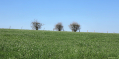 Sainte Agathe d'Aliermont (Trois Arbustes)