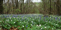 Croixdalle (Jacinthes, Anémones)