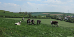 Fesques (Vaches)