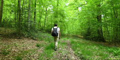 Basse Forêt d'Eu (Route 1)