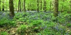 Basse Forêt d'Eu (Jacinthes)