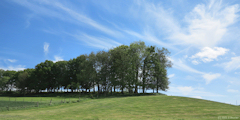 Caule Sainte Beuve (Arbres)