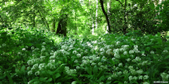 Basse Forêt d'Eu (Ail des Ours 2)