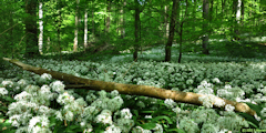 Basse Forêt d'Eu (Ail des Ours 3)