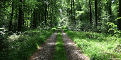 Basse Forêt d'Eu (Route Forestière)