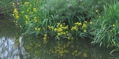 Aubermesnil aux Erables (Iris)