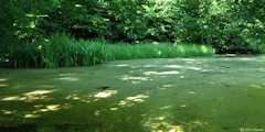 Haute Forêt de Guimerville (Mare)