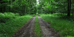 Bois du Varambeaumont (Chemin)