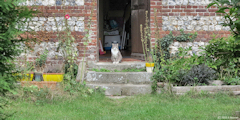 Quiberville (Chat)