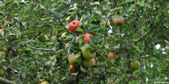 Longueil (Pommes)
