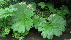 Ouville la Rivière (Darmera peltata)