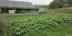 Saint Denis d'Aclon (Potager)