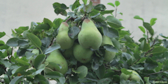 Ambrumesnil (Poires)