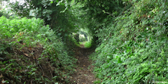 Ambrumesnil (Sente)