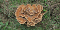 Ouville la Rivière (Polypore géant)