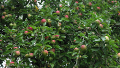 Ouville la Rivière (Pommes)