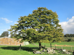 Gueures (Arbre)