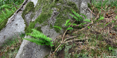 Greuville (Polypodes)