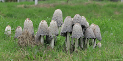 Gonnetot (Coprin chevelu)