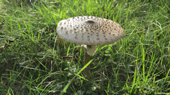 Sassetot le Malgardé (Lépiote élevée)