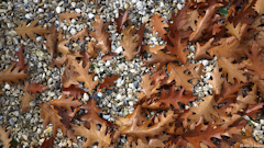 Val de Saâne (Feuilles 2)