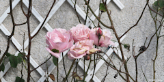 Val de Saâne (Roses)