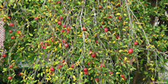 Auzouville sur Saâne (Pommes)